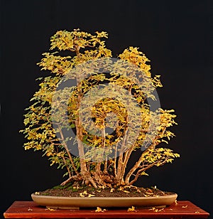 Field maple bonsai in fall color