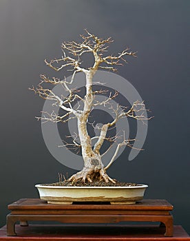 Field maple bonsai in winter