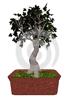 Field maple tree bonsai - 3D render
