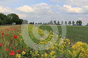 A field margin with yellow rapeseed and red poppies in the dutch countryside