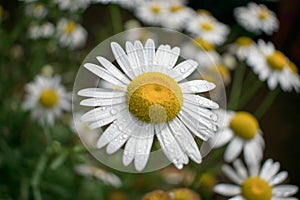 A field of Marguerite flower