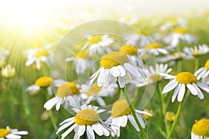 Field of marguerites