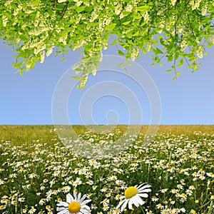 Field of marguerites