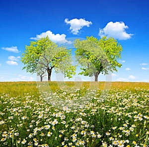 Field of marguerites with deciduous trees