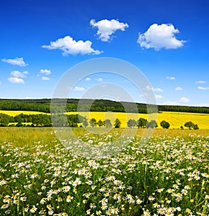 Field of marguerites