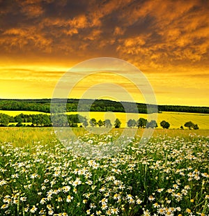 Field of marguerites