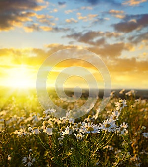 Field of marguerites