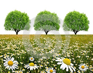 Field of marguerites with tree