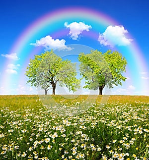 Field of marguerites