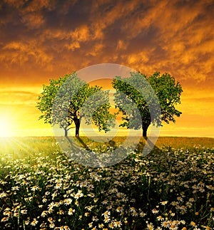 Field of marguerites