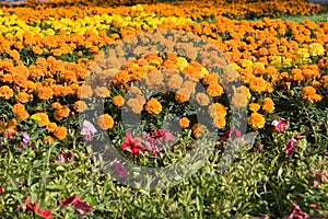 Field of marigolds