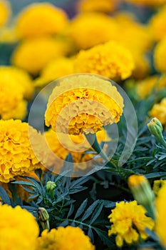 Field of marigolds, bright yellow flowers in the garden. Mexican marigold. Floral wallpaper, nature backgrounds. Tagetes erecta,