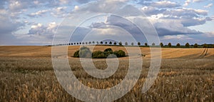 Field of mature barley