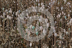 Field of mature poppies, Slovakia