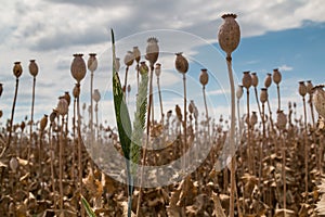 Wheat on a poppy field, Slovakia