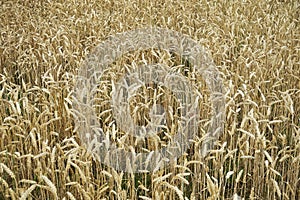 Field with mature wheat close up on a summer day