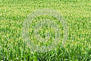 Field of Maturing Corn in Tennessee