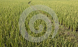 A field of maturing rice corps