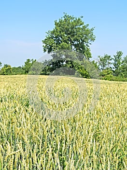 Field of maturing wheat on a sunny day