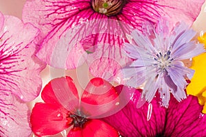 Field and meadow flowers,   Torn off, photographed in the water. Bright colors of breakaway petals