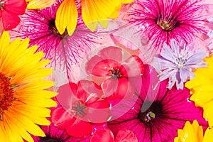 Field and meadow flowers,   Torn off, photographed in the water. Bright colors of breakaway petals