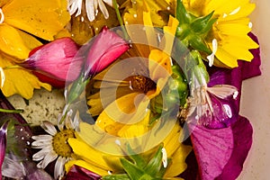 Field and meadow flowers,   Torn off, photographed in the water. Bright colors of breakaway petals