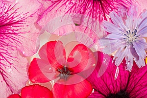 Field and meadow flowers,   Torn off, photographed in the water. Bright colors of breakaway petals