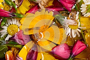 Field and meadow flowers,   Torn off, photographed in the water. Bright colors of breakaway petals