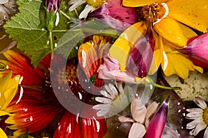 Field and meadow flowers,   Torn off, photographed in the water. Bright colors of breakaway petals