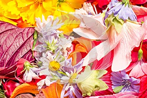 Field and meadow flowers,   Torn off, photographed in the water. Bright colors of breakaway petals