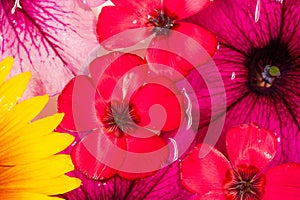 Field and meadow flowers,  Torn off, photographed in the water. Bright colors of breakaway petals