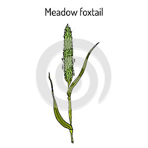 Field meadow foxtail alopecurus pratensis , medicinal plant