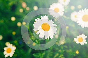 Field meadow full of white beautiful pretty daisy flowers and green grass.