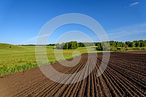 Field meadow furrow birch rural