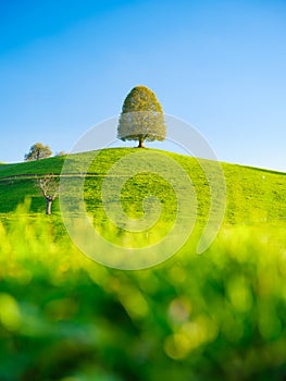 Field and meadow. Summer natural landscape. Tree on top of the hill. Landscape before sunset.