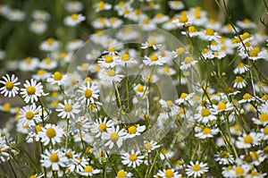 Field of medicinal plants