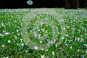 Field of messengers of spring