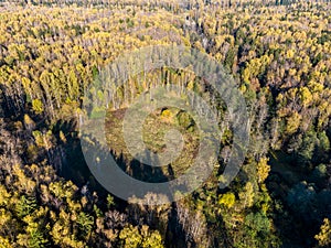 Field in the middle of autumn forest