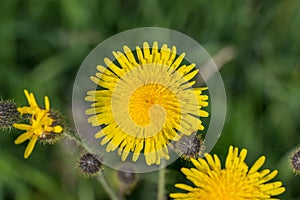 Field mil thistle Sonchus arvensis, yellow flowers photo