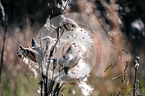 Field of milkweeds