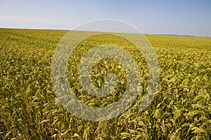 Field with millet crop