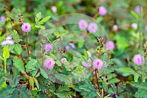 Field of Mimosa pudica flower from Thailand, Southeast Asia