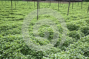 Field of Mint Leaves