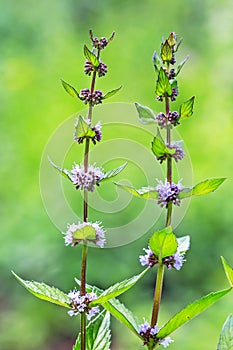 Field mint or wild Mint lat. Mentha arvensis photo