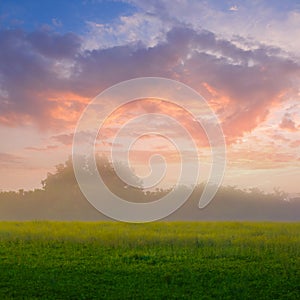 field in mist at the early morning