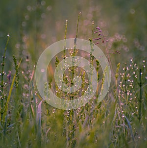 Field in morning dew