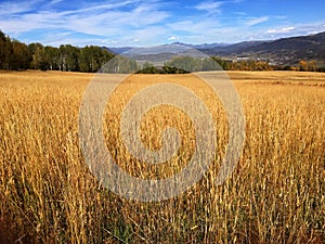 A Field with a mountainous background in Colorado