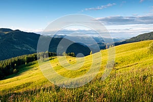 Field in the mountains. Summer forest in mountains. Natural summer landscape. Meadow with flowers in mountains. Rural landscape.