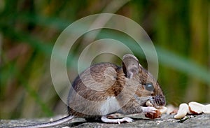 Field mouse