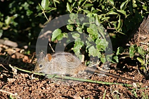 Field mouse